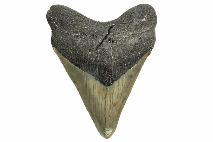 Serrated, Fossil Megalodon Tooth - North Carolina #338543
